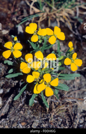 La mélasse, la moutarde rhétique giroflée (Erysimum helveticum touffetées, Erysimum rhaeticum), blooming, Suisse Banque D'Images