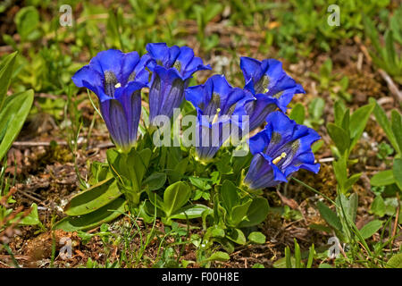 Gentiane acaule gentiane, trompette (Gentiana acaulis), la floraison, Allemagne Banque D'Images