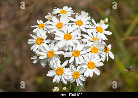 Corymbflower corymbe tanaisie, fleur tanaisie (Tanacetum corymbosum, Chrysanthemum corymbosum), blooming, Allemagne Banque D'Images