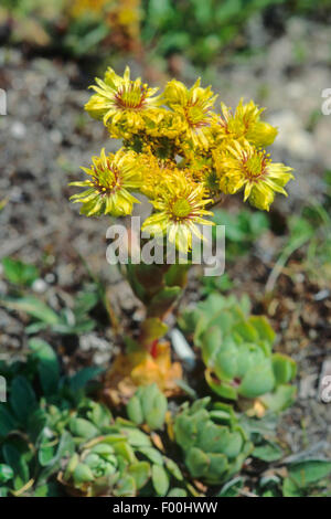 Houseleek Sempervivum du Wulfen (wulfenii), blooming, Autriche Banque D'Images