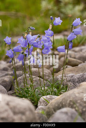 Des fées, Conte de dés à coudre (Campanula cochleariifolia, Campanula cochlearifolia), blooming, Allemagne Banque D'Images