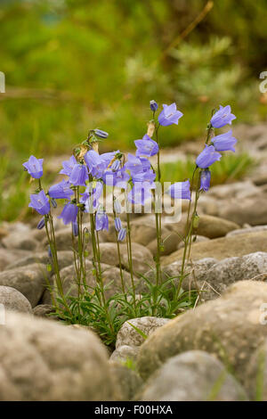 Des fées, Conte de dés à coudre (Campanula cochleariifolia, Campanula cochlearifolia), blooming, Allemagne Banque D'Images