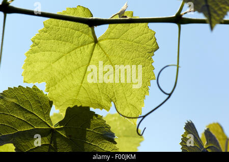 Weinblatt ; Weisser Wein ; Heilpflanze Kulturpflanze Nutzpflanze ; ; ; Vitis vinifera ; Banque D'Images