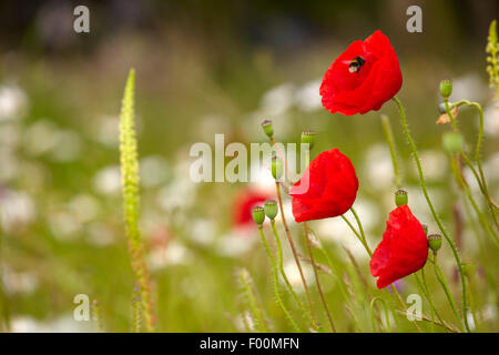 Fleurs sauvages, y compris des Coquelicots (Papaver rhoeas) et ox-eye daisies (Leucanthemum vulgare) poussant sur des terres désolées. Banque D'Images