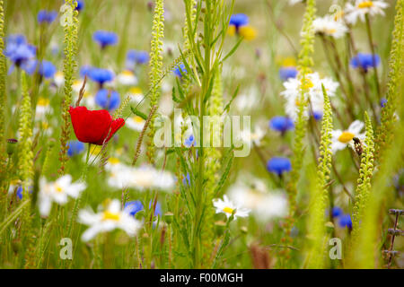 Fleurs sauvages, y compris des Coquelicots (Papaver rhoeas) et ox-eye daisies (Leucanthemum vulgare) poussant sur des terres désolées. Banque D'Images