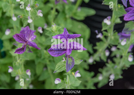 Salvia viridis plante sauge peint Banque D'Images