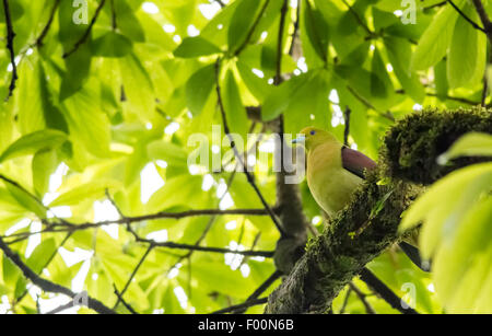 Coincé-tailed Pigeon vert perchedon un arbre with copy space Banque D'Images