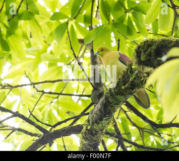 Coincé-tailed Pigeon vert perchedon un arbre with copy space Banque D'Images
