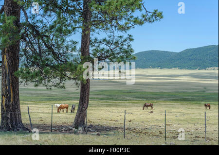 Les chevaux de pâturage à l'Valles Caldera National Preserve. Jemez. Le Nouveau Mexique. USA Banque D'Images