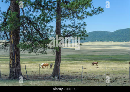 Les chevaux de pâturage à l'Valles Caldera National Preserve. Jemez. Le Nouveau Mexique. USA Banque D'Images