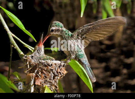 Costa's Hummingbird - Calypte costae (femelle) Banque D'Images