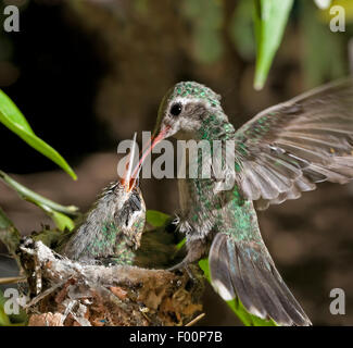 Costa, nid de colibris Alimentation des jeunes- Calypte costae (femelle) Banque D'Images