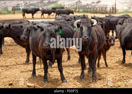 Les vaches curieuses - Bovins bestiaux - Utah Banque D'Images