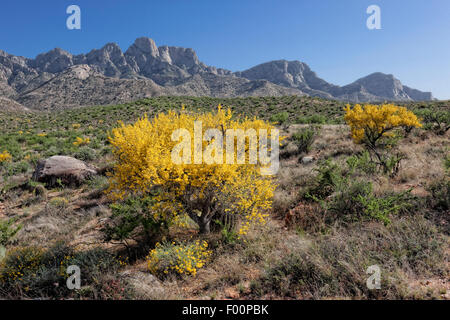 Palo Verde en fleurs arbres - le sentier des ruines Romero - Catalina State Park, AZ Banque D'Images