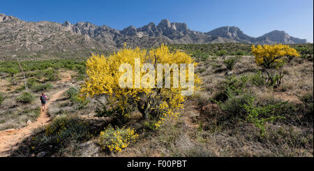 Les Ruines Romero Trail - Catalina State Park, AZ Banque D'Images