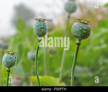 Bouquet de fleurs de pavot avec les fruits et les tiges with copy space Banque D'Images