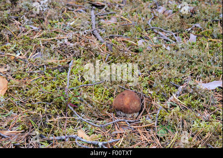 Petit à peine visible boletus qui découle de la mousse. Banque D'Images