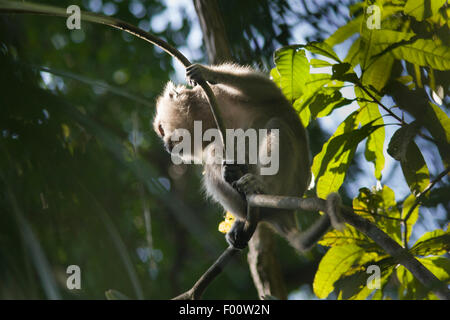 Manger du crabe vu de macaques le couvert forestier. Banque D'Images