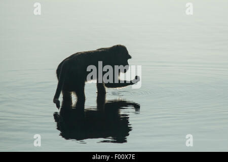 Silhouette d'un crabe-eating macaque en quête de nourriture dans les eaux peu profondes de la mangrove, à l'aube. Banque D'Images