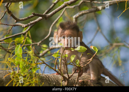 Surpris-à-manger du crabe bébé macaque. Banque D'Images