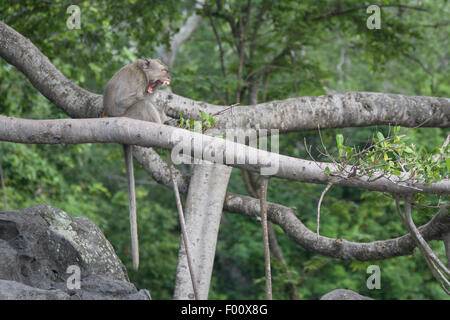 Manger du crabe de bâiller. macaque Banque D'Images