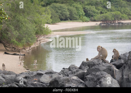 Troupe de macaques mangeurs de crabes en quête de nourriture le long de la côte de l'île de Java en Indonésie. Banque D'Images