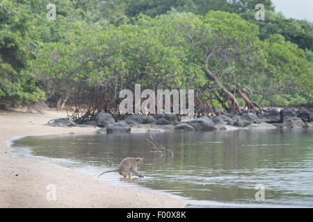 Manger du crabe macaque en quête de nourriture le long de la côte de Java, Indonésie. Banque D'Images