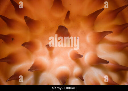 Gros plan sur l'intérieur d'une Rafflesia arnoldii, la plus grande fleur du monde. Banque D'Images