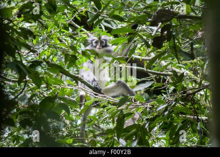 Thomas' écureuil (thomasi) à travers le feuillage. Parc national de Gunung Leuser, Sumatra, Indonésie. Banque D'Images