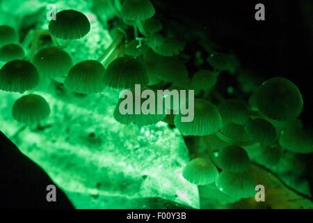 Champignons bioluminescents vert sur le sol de la forêt tropicale. Banque D'Images