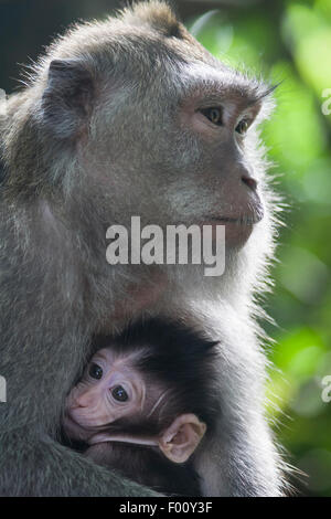 Bébé singe se blottissant jusqu'à sa mère. Banque D'Images