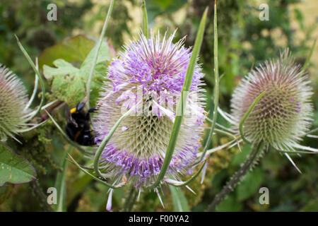 Cardère Dipsacus fullonum plante poussant dans le nord du Pays de Galles UK Banque D'Images