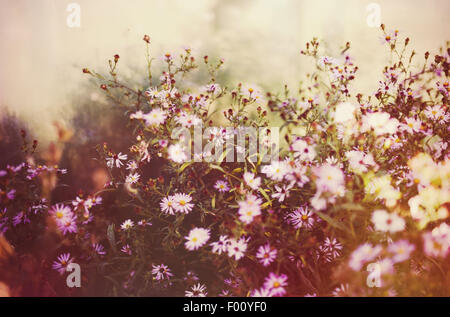 Fleurs été pré, photo teinté Banque D'Images