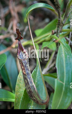 Sarracénie carnivores (Nepenthes sp.), photographié dans le Parc de Kinabalu, Bornéo Malaisien. Banque D'Images