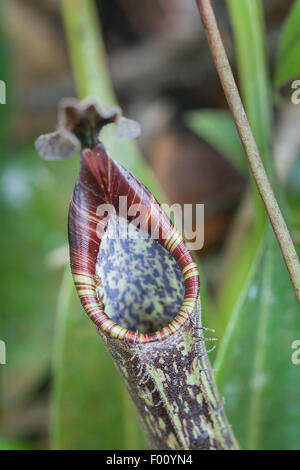 Sarracénie carnivores (Nepenthes sp.), photographié dans le Parc de Kinabalu, Bornéo Malaisien. Banque D'Images