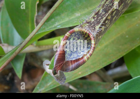 Sarracénie carnivores (Nepenthes sp.), photographié dans le Parc de Kinabalu, Bornéo Malaisien. Banque D'Images