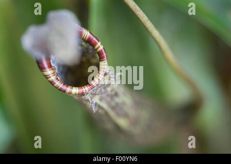 Sarracénie carnivores (Nepenthes sp.), photographié dans le Parc de Kinabalu, Bornéo Malaisien. Banque D'Images