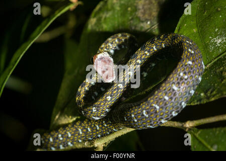 Un serpent d'eau à front blanc (Amphiesma flavifrons) dans striking pose. Banque D'Images