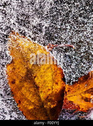 Leaf congelé dans la glace, la photo en gros Banque D'Images
