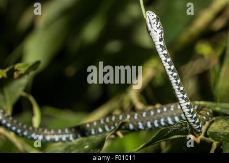 Un serpent d'eau à front blanc (Amphiesma flavifrons) l'escalade. Banque D'Images