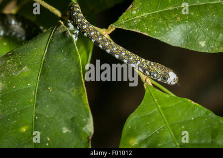 Un serpent d'eau à front blanc (Amphiesma flavifrons). Banque D'Images