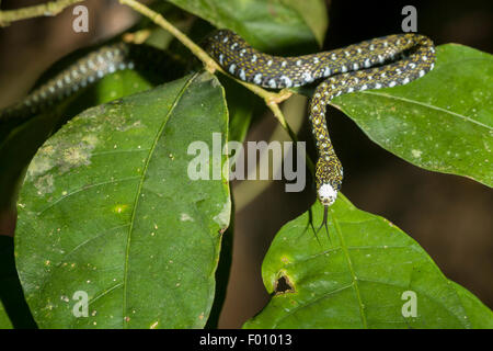 Un serpent d'eau à front blanc (Amphiesma flavifrons) avec la langue. Banque D'Images