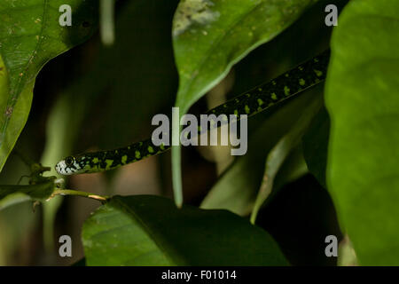 Un serpent d'eau à front blanc (Amphiesma flavifrons). Banque D'Images