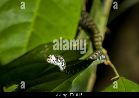 Un serpent d'eau à front blanc (Amphiesma flavifrons). Banque D'Images