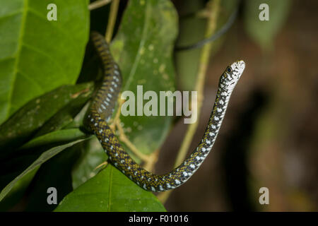 Un serpent d'eau à front blanc (Amphiesma flavifrons). Banque D'Images