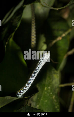 Un serpent d'eau à front blanc (Amphiesma flavifrons). Banque D'Images