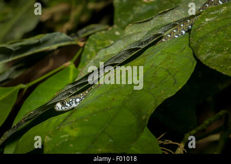 Un serpent d'eau à front blanc (Amphiesma flavifrons) cachés dans les feuilles d'un arbre. Banque D'Images