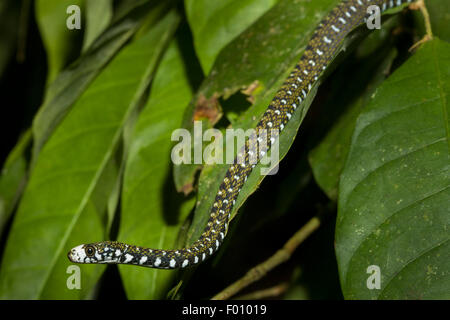 Un serpent d'eau à front blanc (Amphiesma flavifrons). Banque D'Images