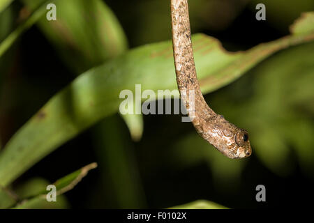 Serpent à tête émoussé (Aplopeltura boa). Banque D'Images