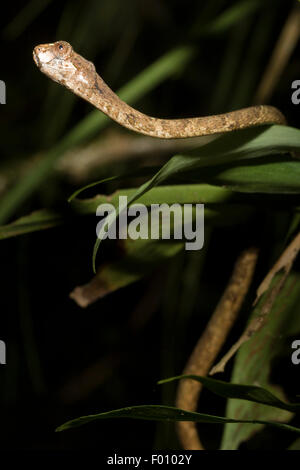 Serpent à tête émoussé (Aplopeltura boa). Banque D'Images